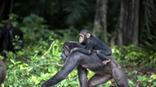 Útulok pre záchranu šimpanzov Jane Goodallovej (5/6)