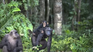 Útulok pre záchranu šimpanzov Jane Goodallovej (5/6)