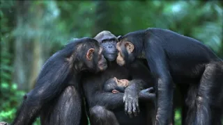 Útulok pre záchranu šimpanzov Jane Goodallovej (5/6)