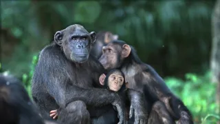 Útulok pre záchranu šimpanzov Jane Goodallovej (5/6)