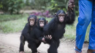 Útulok pre záchranu šimpanzov Jane Goodallovej (5/6)