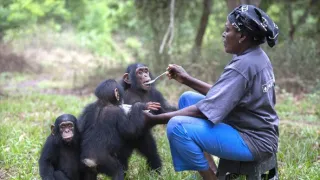 Útulok pre záchranu šimpanzov Jane Goodallovej (5/6)