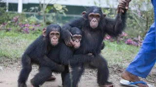 Útulok pre záchranu šimpanzov Jane Goodallovej (5/6)