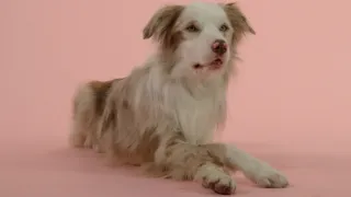 Skrytý život našich domácích mazlíčků (1/4)