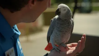 Skrytý život našich domácích mazlíčků (1/4)