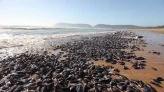 Veľkolepé oceány (1)