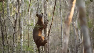 Neznámý Madagaskar (2/2)