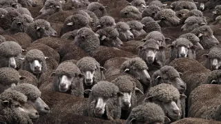 Na cestě po Tasmánii