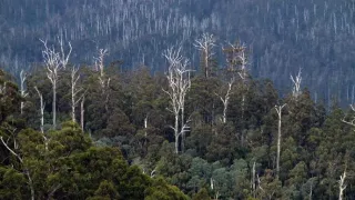 Na cestě po Tasmánii