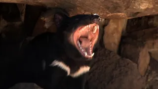 Na cestě po Tasmánii