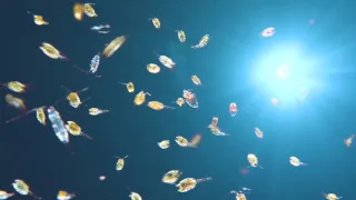 Planeta Země - živý organismus (1/2)