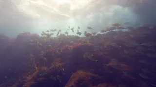 Planeta Země - živý organismus (1/2)