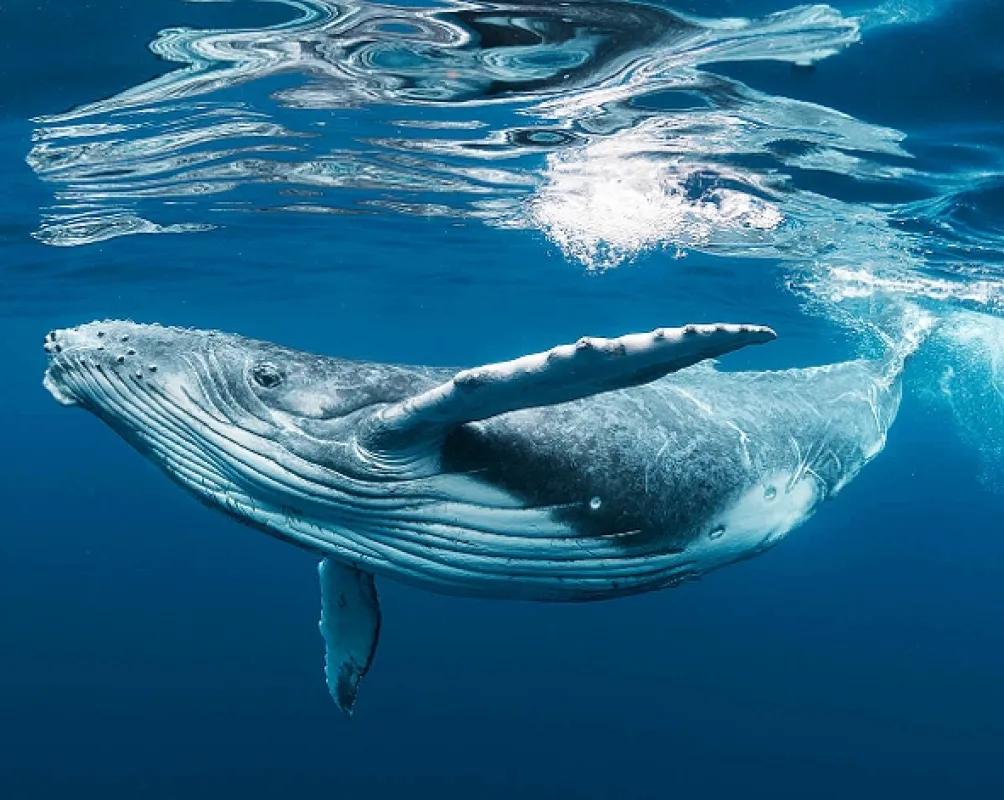 Národ veľrýb (Whale Nation), 2023 - fotogaléria
