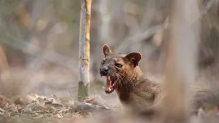 Neznámý Madagaskar (2/2)