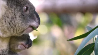 Úžasné zvieracie rodiny (3/10)