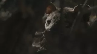 Neznámý Madagaskar (2/2)