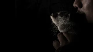 Vydry - ilegální obchod s exotickými zvířaty