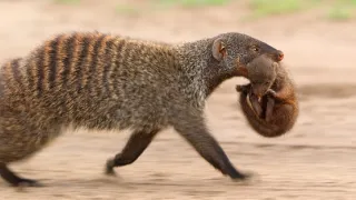 Zázračná planeta: Serengeti III (2/6)