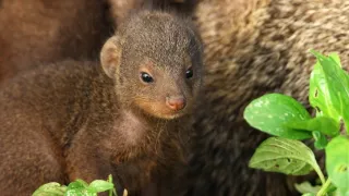 Zázračná planeta: Serengeti III (2/6)