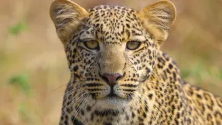 Zázračná planeta: Serengeti III (2/6)