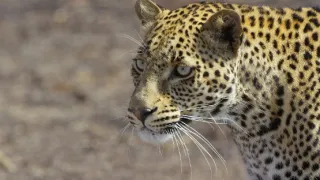 Zázračná planeta: Serengeti III (2/6)