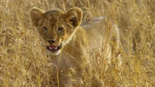 Zázračná planeta: Serengeti III (2/6)