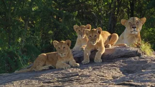 Zázračná planeta: Serengeti III (2/6)