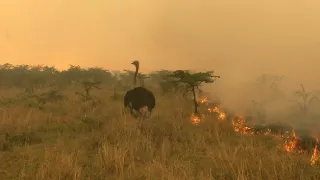 Zázračná planeta: Serengeti III (2/6)