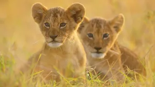 Zázračná planeta: Serengeti III (2/6)