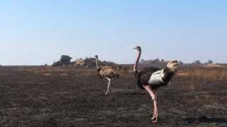 Zázračná planeta: Serengeti III (2/6)