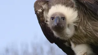 Zázračná planeta: Serengeti III (2/6)