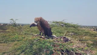 Zázračná planeta: Serengeti III (2/6)