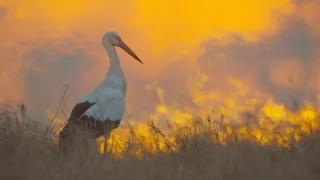 Zázračná planeta: Serengeti III (2/6)