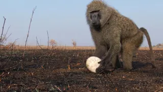 Zázračná planeta: Serengeti III (2/6)