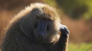 Zázračná planeta: Serengeti III (2/6)