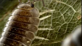 Planeta Země - živý organismus (2/2)