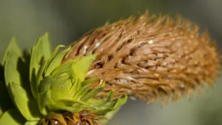 Kořeny života (3/3)