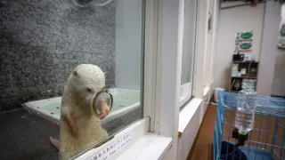 Vydry - ilegální obchod s exotickými zvířaty