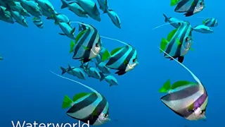 Africký vodní svět (1)