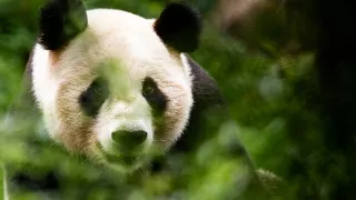 Pytačky vo svete zvierat (5/5)