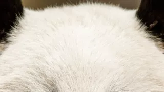 Pytačky vo svete zvierat (5/5)