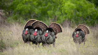 Pytačky vo svete zvierat (5/5)