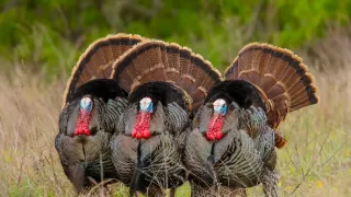 Pytačky vo svete zvierat (5/5)