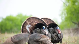 Pytačky vo svete zvierat (5/5)