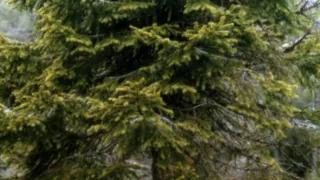 Medvědi