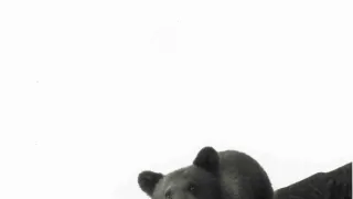 Medvědi