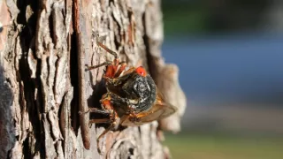 Pytačky vo svete zvierat (5/5)