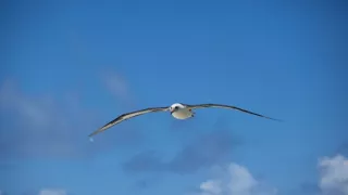 Pytačky vo svete zvierat (5/5)