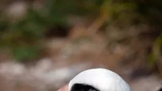 Pytačky vo svete zvierat (5/5)