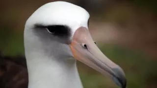 Pytačky vo svete zvierat (5/5)